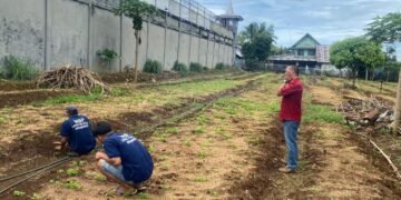Lapas Arga Makmur Wujudkan Ketahanan Pangan Lewat Perawatan Tanaman Sawi oleh Warga Binaan 30 Gambar WhatsApp 2025 12 12 pukul 10.38.00 df37c2e1