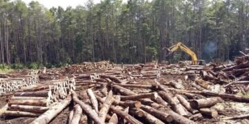 Illegal Logging