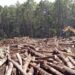 Illegal Logging dan Dampaknya terhadap Kerusakan Ekosistem Hutan di Indonesia 52 Illegal Logging