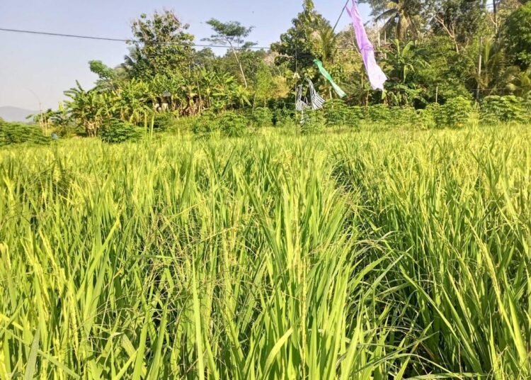 Green Supply Chain Padi Indonesia 2025: Jalan Baru Ketahanan Pangan 46 IMG 20251226 WA0045