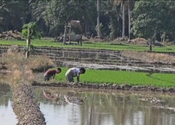belajar bertani MIN 9 Langkat