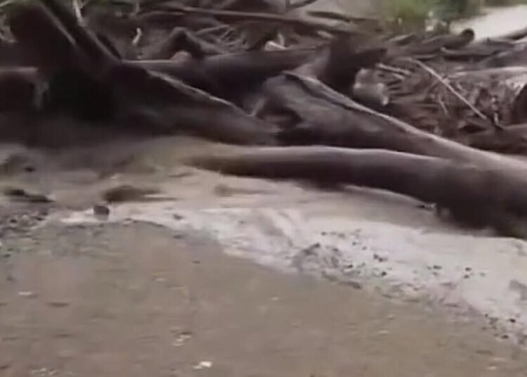 Banjir Papua: Ketika Alam Balas Dendam atas Eksploitasi Hutan 46 IMG 4669