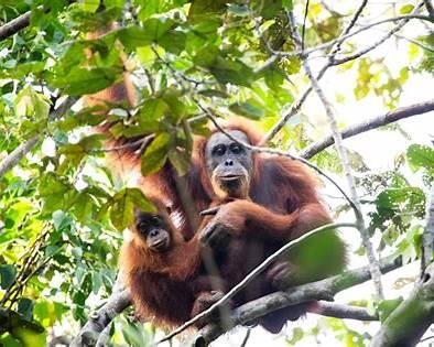 orang utan
