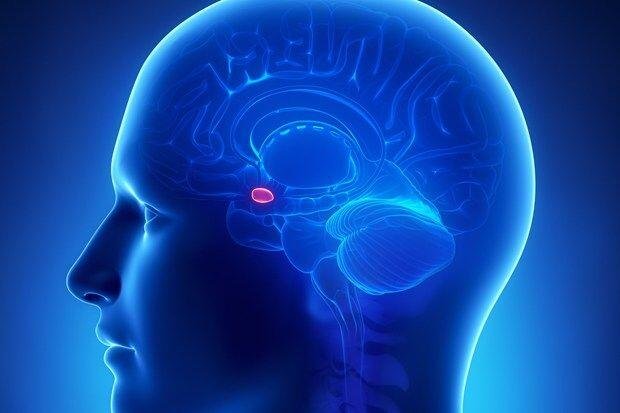Trauma dan Peran Amygdala dalam Memori Emosional 46 Amygdala dalam otak