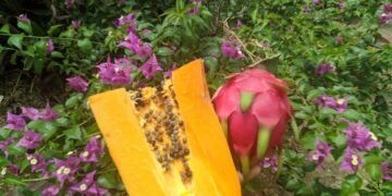 Warna buah naga dan pepaya