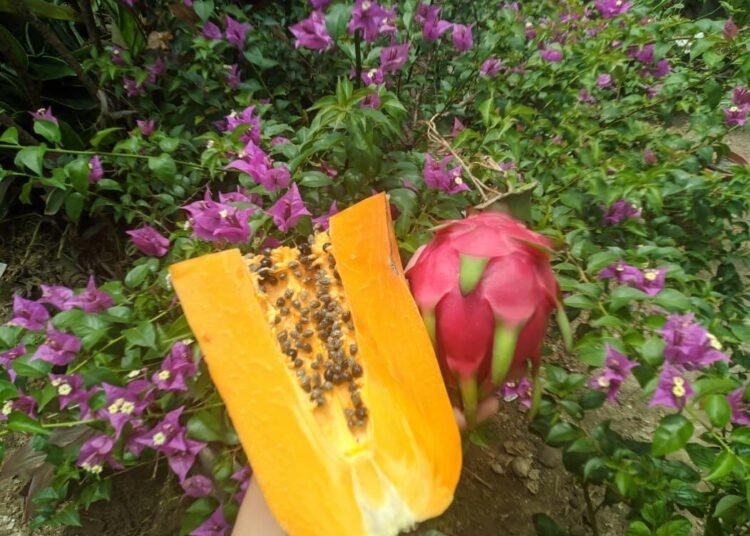 Warna buah naga dan pepaya