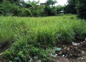 Lahan perkebunan serai dikampung taman barang, kecamatan pabuaran, kabupatan serang, banten