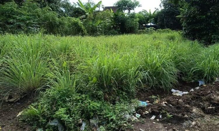 Lahan perkebunan serai dikampung taman barang, kecamatan pabuaran, kabupatan serang, banten