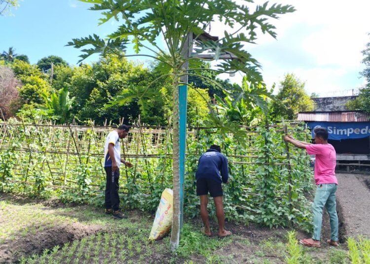 Produktif dan Mandiri, Warga Binaan Lapas Bandanaira Rutin Rawat Tanaman Kacang Panjang 46 WhatsApp Image 2025 12 06 at 20.14.01 881fcee3