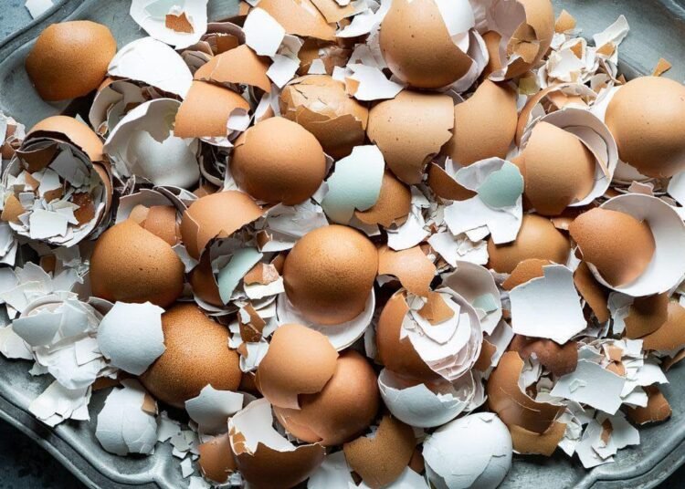 Dari Limbah Menjadi Manfaat: Potensi Cangkang Telur sebagai Pupuk Organik 46 sumber gambar: pinterest/Jessica Musslewhite