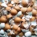 Dari Limbah Menjadi Manfaat: Potensi Cangkang Telur sebagai Pupuk Organik 59 sumber gambar: pinterest/Jessica Musslewhite