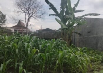 menanam jagung, memanfaatkan lahan kosong di halaman.