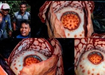 Bunga Rafflesia Hasseltii dan tim peneliti, dok: @illustratingbotanist