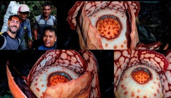 Bunga Rafflesia Hasseltii dan tim peneliti, dok: @illustratingbotanist
