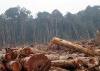 Eksploitasi Hutan Sebagai Kebijakan Politik yang Dikorup