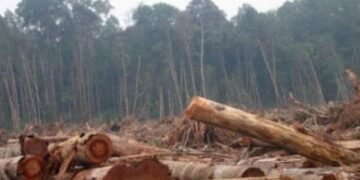 Eksploitasi Hutan Sebagai Kebijakan Politik yang Dikorup