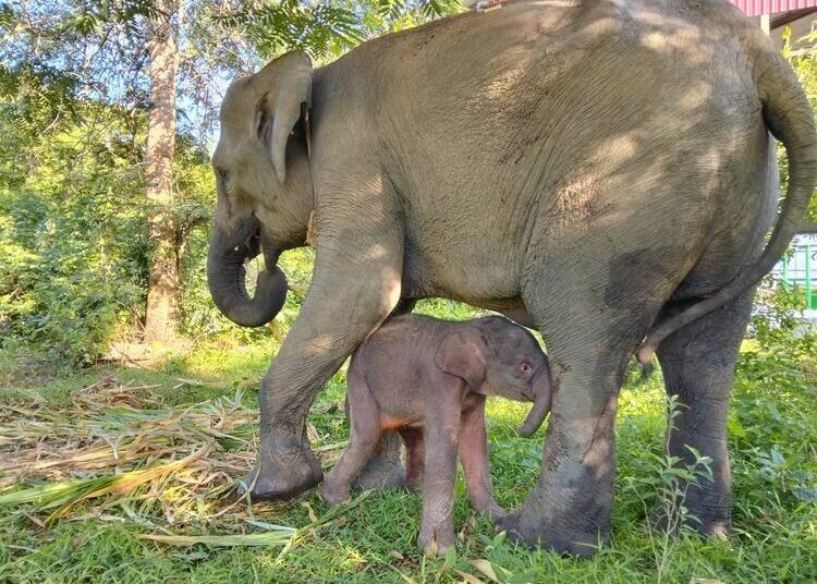 Kabar Gembira dari Way Kambas: Anak Gajah Sumatera Lahir Seberat 64 Kg 46 medium IMG 20251205 WA 0076 19259569d4