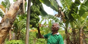 Reforma Agraria Ubah Pola Pikir Warga Desa Baumata di Kabupaten Kupang, Hasilkan Peningkatan Penghasilan Petani