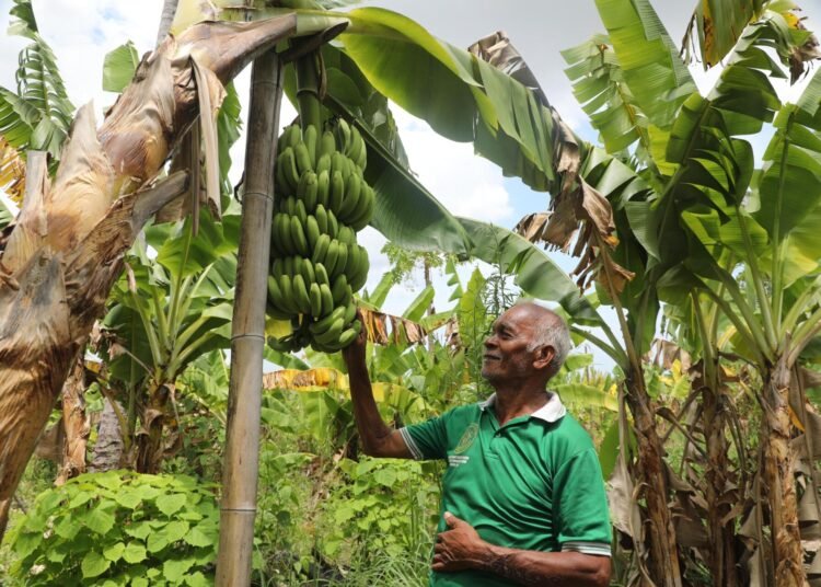 Reforma Agraria Ubah Pola Pikir Warga Desa Baumata di Kabupaten Kupang, Hasilkan Peningkatan Penghasilan Petani 46 Reforma Agraria Ubah Pola Pikir Warga Desa Baumata di Kabupaten Kupang, Hasilkan Peningkatan Penghasilan Petani