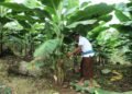 Berdaya dengan Akses Reforma Agraria, Desa Asahduren Lebih Produktif dengan Pisang Cavendish