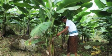 Berdaya dengan Akses Reforma Agraria, Desa Asahduren Lebih Produktif dengan Pisang Cavendish