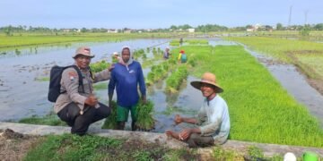 Melalui Program Andalan Peddal Kamtibmas, Mas Bhabin Sidomukti Pererat Sinergi Polri dan Sahabat Tani 29 IMG 20260106 WA0050