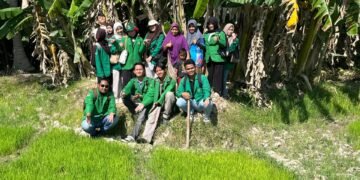 Penanaman Bibit Padi Kembali di Lakukan di Desa Pulo Iboih Kecamatan Kuta Makmur Kabupaten Aceh Utara. Sumber: Dok.HIMAGRI FP UNIMAL