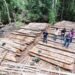 Gerak Cepat Gakkum Kehutanan Lacak Sumber Kayu Ilegal di Ketapang: Temukan Lokasi Tebangan dan Amankan Ribuan Batang Kayu 53 Kayu Ilegal