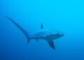 Hiu Tikus, Penjaga Laut yang Kian Terancam di Perairan Indonesia 67 Pelagic Thresher Shark Alopias pelagicus photo by Simon Pierce Source iNaturalist