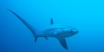 Pelagic Thresher Shark Alopias pelagicus photo by Simon Pierce Source iNaturalist