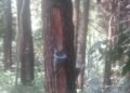 Dok : Penyadapan getah pinus di kawasan TNGC SPTN Wilayah II Majalengka