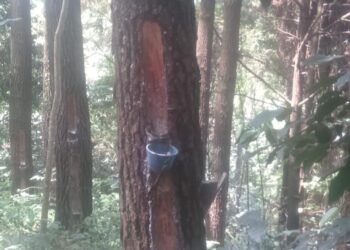 Dok : Penyadapan getah pinus di kawasan TNGC SPTN Wilayah II Majalengka