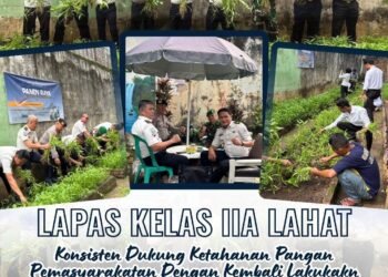 panen raya kangkung lp lahat