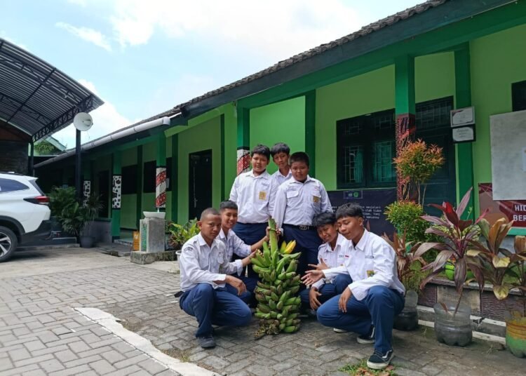 Tim Adiwiyata MTsN 9 Bantul Panen Cabai dan Pisang di Lingkungan Madrasah 46 WhatsApp Image 2026 01 06 at 15.45.38 1