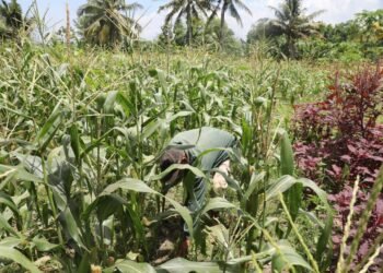 Dampak Nyata Reforma Agraria: Petani Desa Baumata Kupang Alami Peningkatan Penghasilan 54 WhatsApp Image 2026 01 07 at 12.04.12