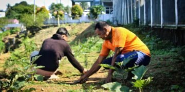 Lapas Bengkulu, Giatja Lapas, Pembinaan Kemandirian, Ketahanan Pangan, Warga Binaan, Program Pertanian, Asimilasi, Edukasi Lapas, Budidaya Terung, Pemasyarakatan
