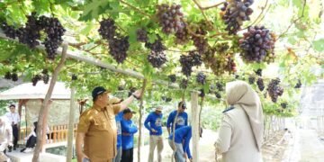 Jadi Kawasan Agrowisata Favorit Kota Palu, Kebun Anggur Duyu Bangkit Bukti Kerja GTRA