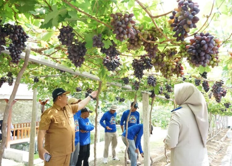Jadi Kawasan Agrowisata Favorit Kota Palu, Kebun Anggur Duyu Bangkit Bukti Kerja GTRA 46 Jadi Kawasan Agrowisata Favorit Kota Palu, Kebun Anggur Duyu Bangkit Bukti Kerja GTRA