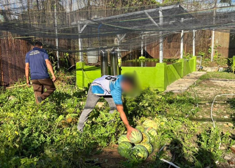 Program Ketahanan Pangan Berbuah Manis, Rutan Bengkulu Panen Semangka 46 a4fce280 2d72 4190 a345 35ce2979193e