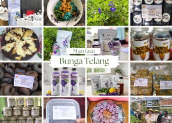 Dari Kebun ke Meja: Mahasiswa KKN Rekognisi 84 UIN Raden Fatah Palembang Kelompok 204 Menggali Manfaat Bunga Telang sebagai Minuman Sehat dan Kuliner Kreatif Sugih Waras, Talang Jambe 46 fotoooo bunga telang