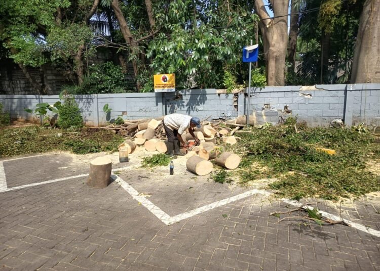 jasa tebang pohon cikarang jasa tebang pohon di bekasi jasa tebang pohon di bogor jasa tebang pohon di bandung jasa tebang pohon di bali