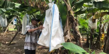 kembang desa 4121999437