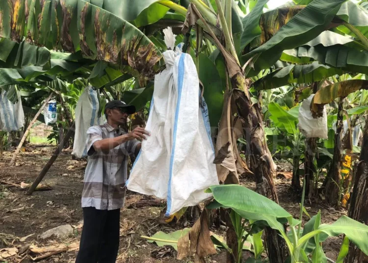 kembang desa 4121999437