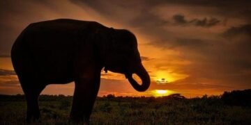 Penanggulangan Konflik Gajah Liar di Desa Braja Asri, TNWK