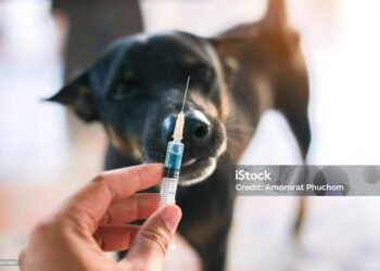 Rabies Masih Jadi Ancaman Kesehatan di Indonesia, Tenaga Medis Imbau Penanganan Cepat setelah Gigitan Hewan 46 IMG 20260227 WA00251