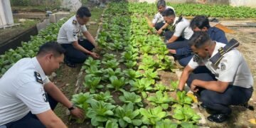 Dukung Ketahanan Pangan dan Pembinaan Kemandirian, Rutan Bengkulu Panen Pakcoy 28 WhatsApp Image 2026 02 02 at 09.31.55