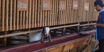 WhatsApp Image 2026 02 02 at 11.24.07