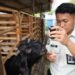 Tingkatkan Kesehatan Ternak, Lapas Mojokerto Lakukan Penyuntikan Kambing Berkelanjutan 52 WhatsApp Image 2026 02 24 at 11.02.55