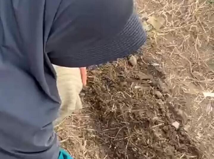 Mahasiswa KPM UIN Sultanah Nahrasiyah Melaksanakan Penanaman Jagung sebagai bentuk Pengabdian di Desa Blang Uyok 46 bc2c3a50 8bb0 4375 8ece 22743c01ec02 e1772249535663