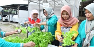 hidroponik pertamina